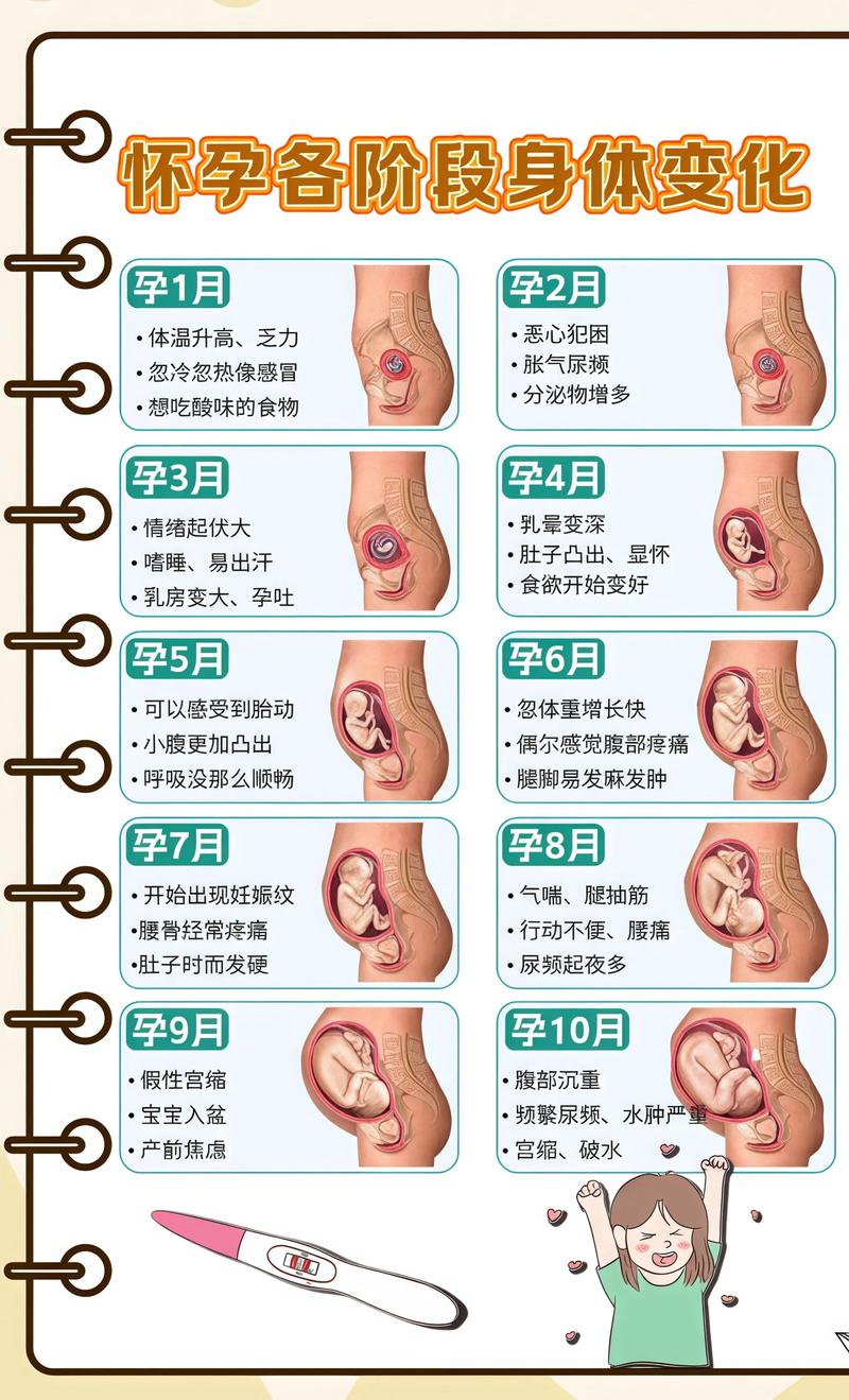 揭秘供卵代孕妈妈怀孕小腹分两节，孕期变化的奥秘南平代生机构: